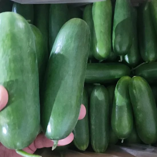 미니오이 특품 1kg (5,400원/무료)
