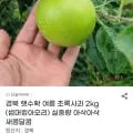 경북 햇수확 썸머킹아오리 2kg(9,00원/무료)1