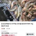 활 흰다리새우 1kg (23,960원/무료)