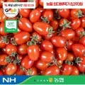 농협 국내산 대추방울토마토 2kg(~3번과) (8,720원/무료)1