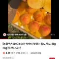 백도 딱딱이 복숭아 4kg 12-14과 대과 (24,20원/무료배송)7