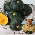 제주직송 밤단호박 보우짱 5kg 로얄과 (10,640원/무료배송)