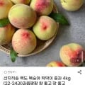 백도 복숭아 딱딱이 중과 4kg 22-24과 (15,730원/무료)