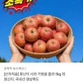 못난이 가정용 사과 5kg (9,400원 / 무료)