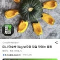 제주 미니 단호박 보우짱 3kg (8,900원/무료)