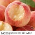 백도 딱딱이 복숭아 4kg 중과 7~20과 (15,990원/무배)1
