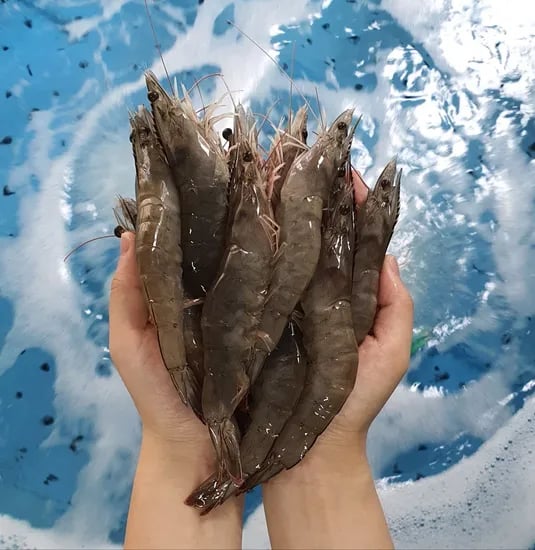 당일작업 활 흰다리새우 1kg (19,810원/무료)