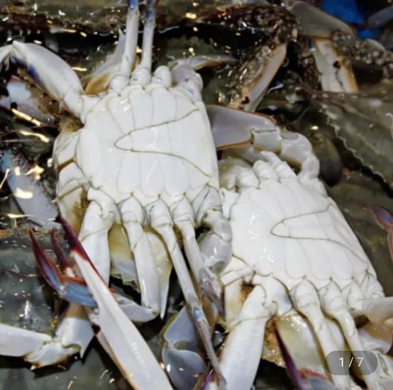 국내산 당일조업 활 숫꽃게 2kg 19,990원