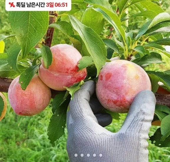 의성 옥자두 추희 2kg 대과 14-18과 120g 내외(14,210원/무료)