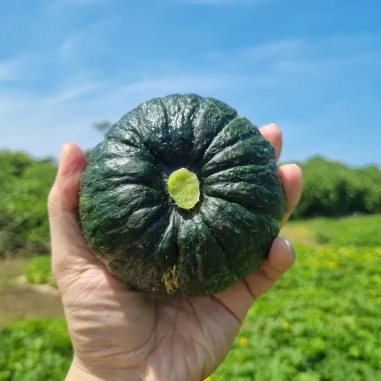 제주 직송 밤호박 로얄과 1kg