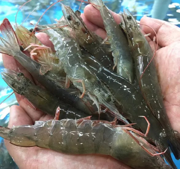 생물 활새우 1kg 30-35미