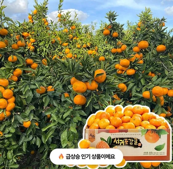 타이벡 감귤 4.5kg 중대과 외 다양