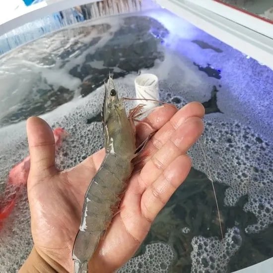 국내산 왕새우 29~32미