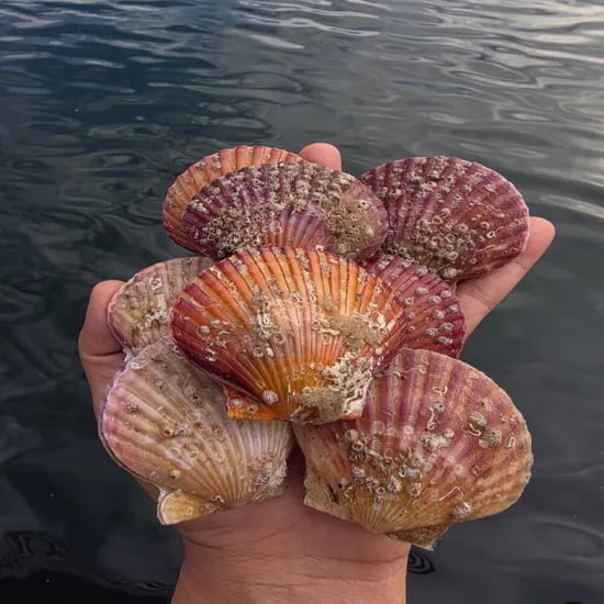 통영 제철 홍가리비 3kg (1kg 20미내외)