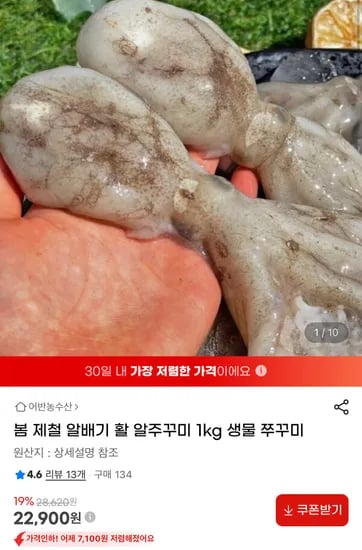 봄 제철 알배기 활 알주꾸미 1kg (22,900원/무료)