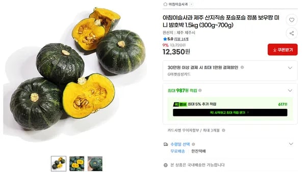 제주 햇 미니 밤호박 보우짱 외 다양 1.5kg 12개