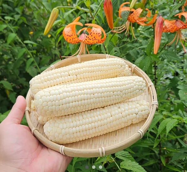 미백 찰옥수수 30개 16cm