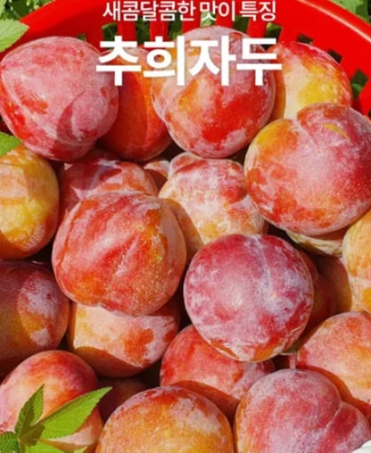 산지직송 고당도  추희 가을자두 3kg (19,650/무배)