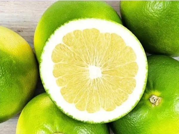 메로골드 청자몽 3500g