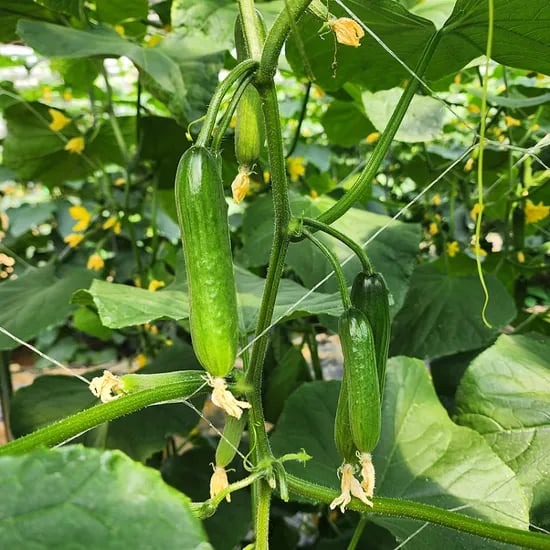 농산물마루 국내산 아삭아삭 신선한 미니오이 1kg 1박스