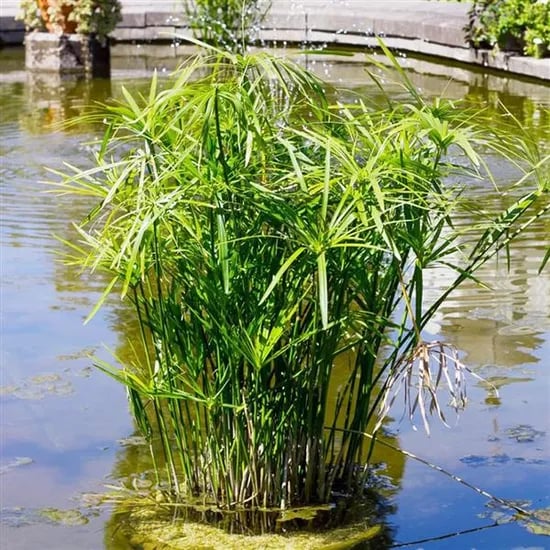 모야모 시페루스 Cyperus alternifolius nanus, 100알