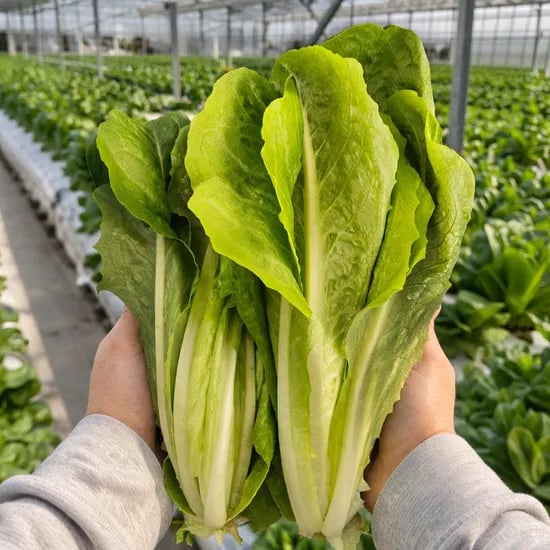투벌농부 로메인 상추, 2kg, 1박스