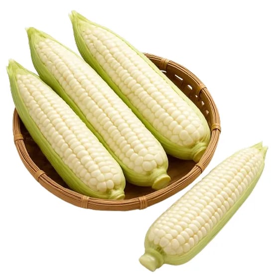 대학찰옥수수, 200g 내외, 20개