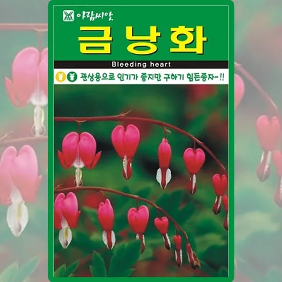 아람종묘 금낭화, 20립, 1개