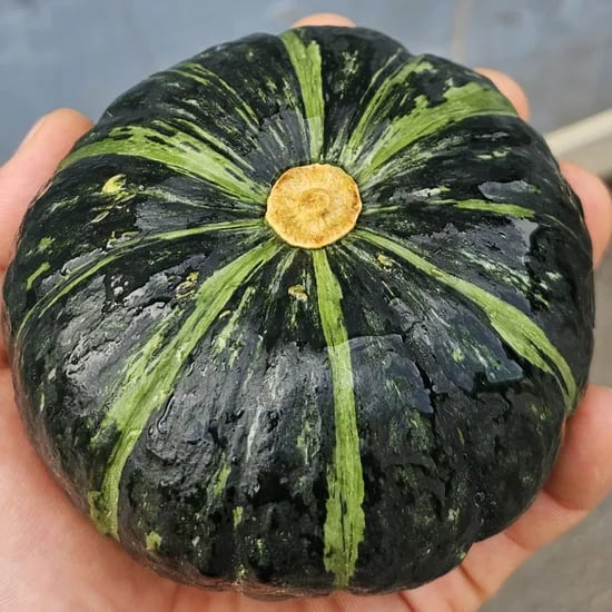 미니 밤호박, 4kg, 1개