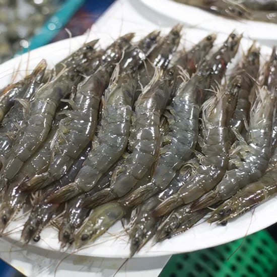 찬바다 신안 활새우, 1kg, 1팩