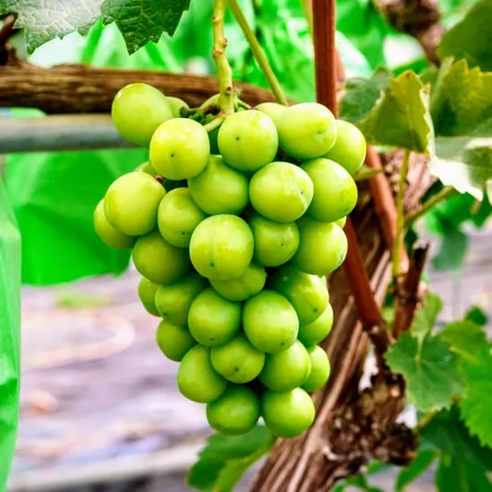 파머스넷 샤인머스켓, 특품, 2kg, 1박스