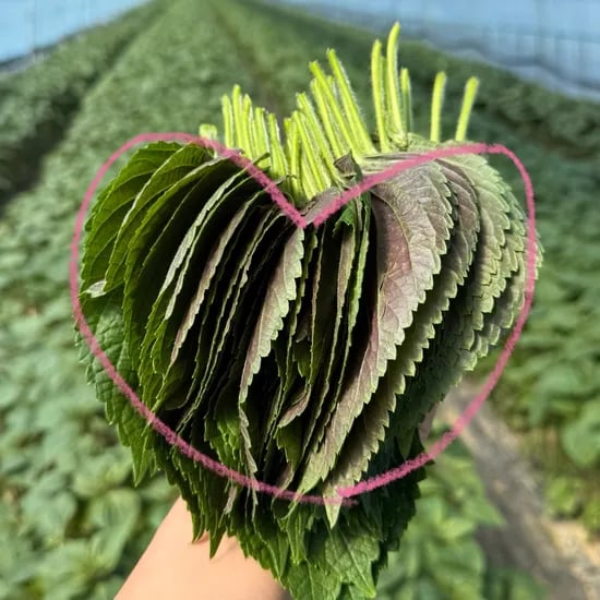 제철한가득 밀양 깻잎, 1박스, 1kg