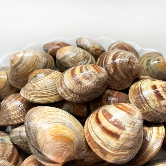 백상합 해감, 2kg, 1개