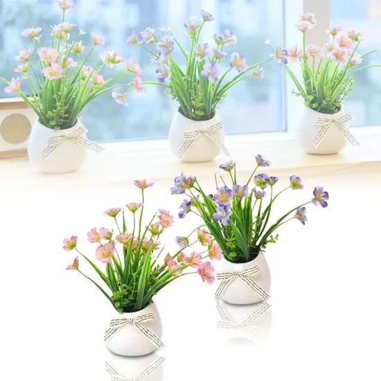 캄파놀라 난초, 캄파놀라 퍼플, 1개