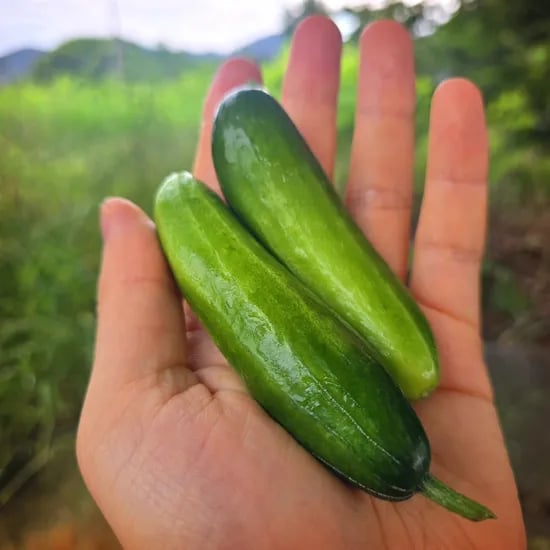국내산 미니오이, 1kg, 1박스