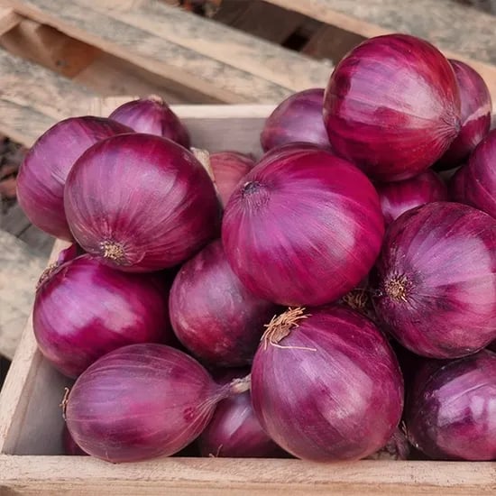 싱싱냠냠 무안 햇 자색양파, 중대, 1kg, 1박스