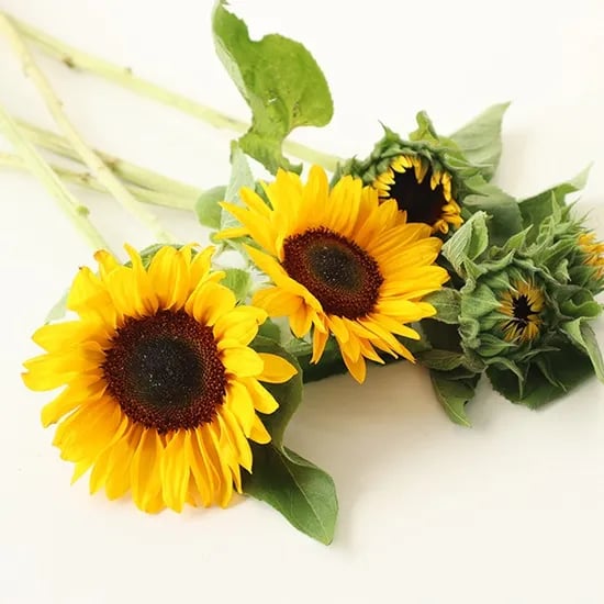 해바라기 생화, 노랑, 5개, 1단