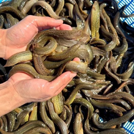 국내산 미꾸라지, 대, 추어탕용, 1kg, 1개
