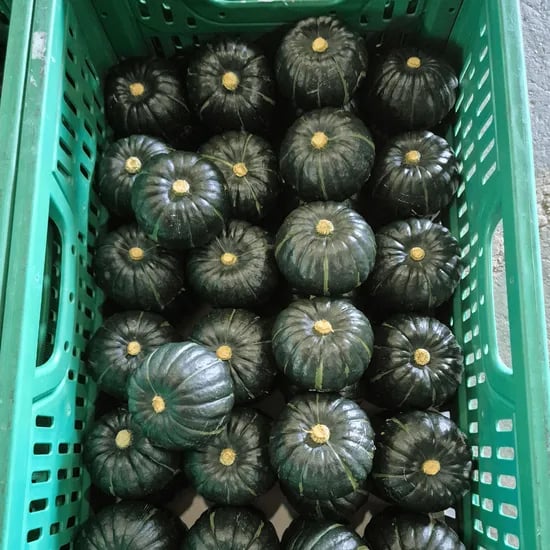 제주산 속노랑 밤호박, 못난이, 10kg, 1개