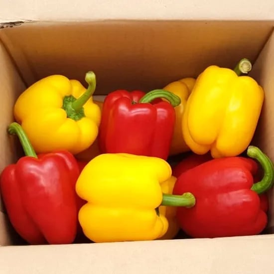 유알팜 국내산 못난이 파프리카, 가정용, 색상 랜덤, 2kg, 1박스