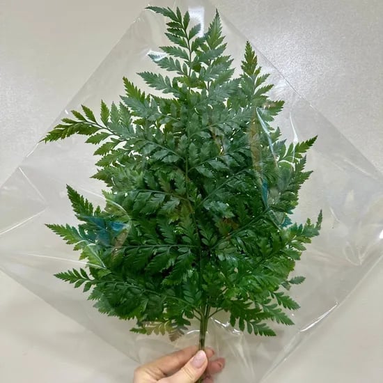 Green Decor 데코용 노무라 루모라 고사리, 45g, 1봉
