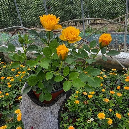 틔움해찬농원 찔레장미 화분 향기로운 야생장미 미니장미 사계절 꽃 노지월동 10cm 화분 노랑 1개