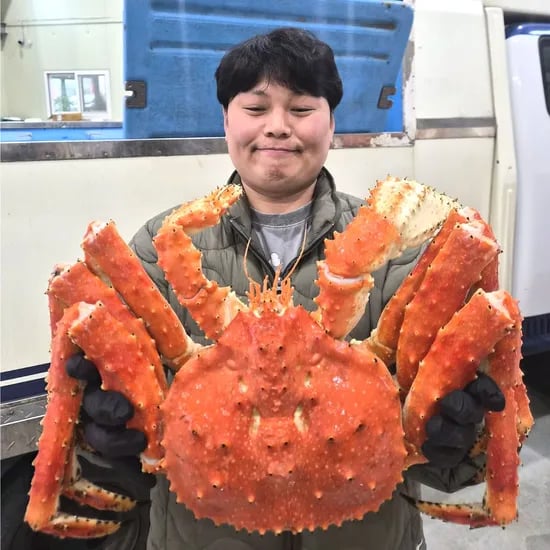 러시아 킹크랩 브라운킹크랩, 2kg, 1박스