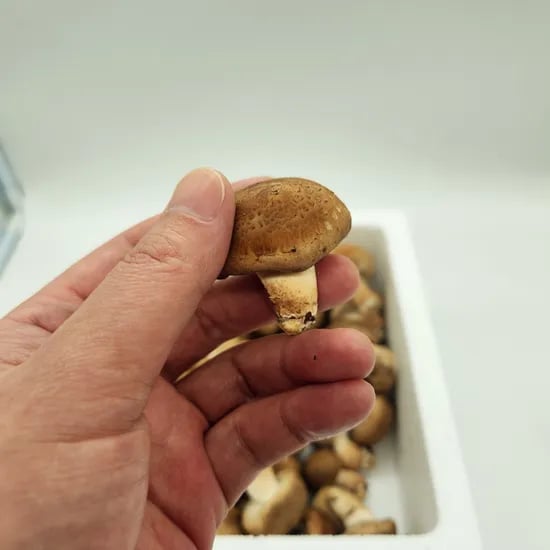 국내산 무농약 친환경 솔송화버섯, 가정용, 500g, 1개