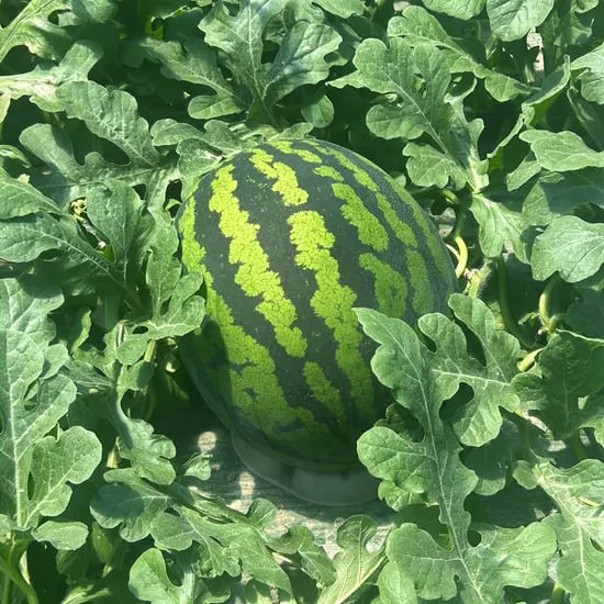 국내산 가정용 수박, 7kg, 1개