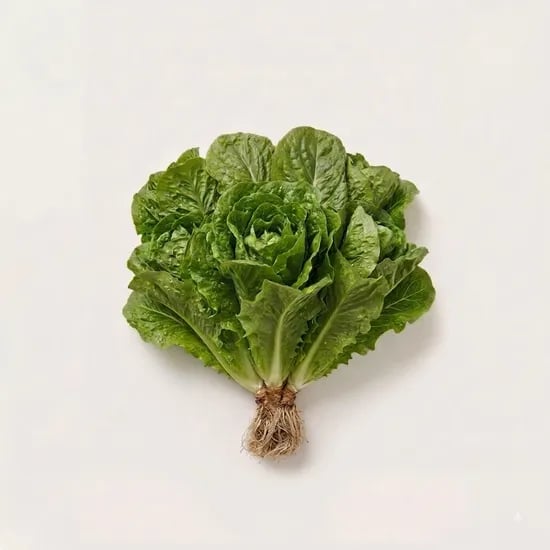 신상팜 당일수확 친환경 샐러드 채소 통로메인 2kg 1박스 12,900원