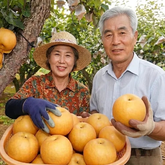나주 햇배 가정용 7-8과 3kg 1박스