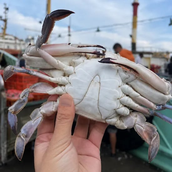 제철 산지직송 생물 활 숫꽃게, 1kg, 1팩