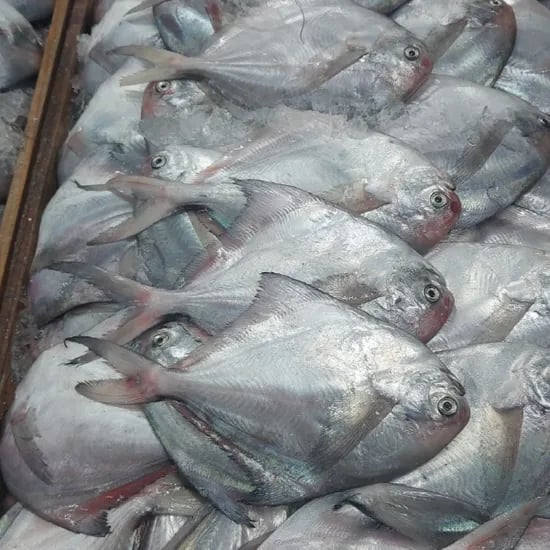 수짱푸드 국내산 생물 횟감 병어, 1kg, 1세트