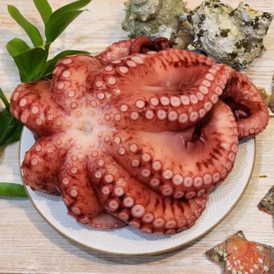 대왕 자숙문어, 1마리, 1.5kg